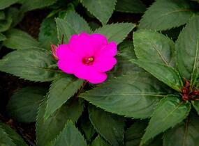 Netýkavka, balzamína 'Sun Standing Lilac' - Impatiens Neu Guinea 'Sun Standing Lilac'