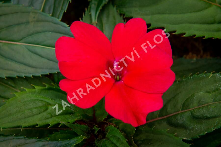Netýkavka 'Sun Standing Ruby Red' - Impatiens Neu Guinea 'Sun Standing Ruby Red'