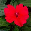 Netýkavka 'Sun Standing Ruby Red' - Impatiens Neu Guinea 'Sun Standing Ruby Red'