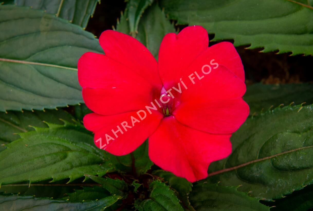 Netýkavka, balzamína 'Sun Standing Ruby Red' - Impatiens Neu Guinea 'Sun Standing Ruby Red'