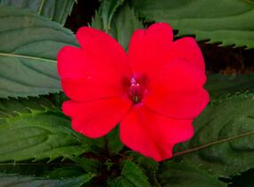 Netýkavka, balzamína 'Sun Standing Ruby Red' - Impatiens Neu Guinea 'Sun Standing Ruby Red'