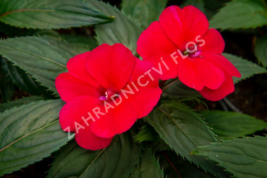 Netýkavka 'Sun Standing Ruby Red' - Impatiens Neu Guinea 'Sun Standing Ruby Red'