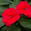 Netýkavka 'Sun Standing Ruby Red' - Impatiens Neu Guinea 'Sun Standing Ruby Red'