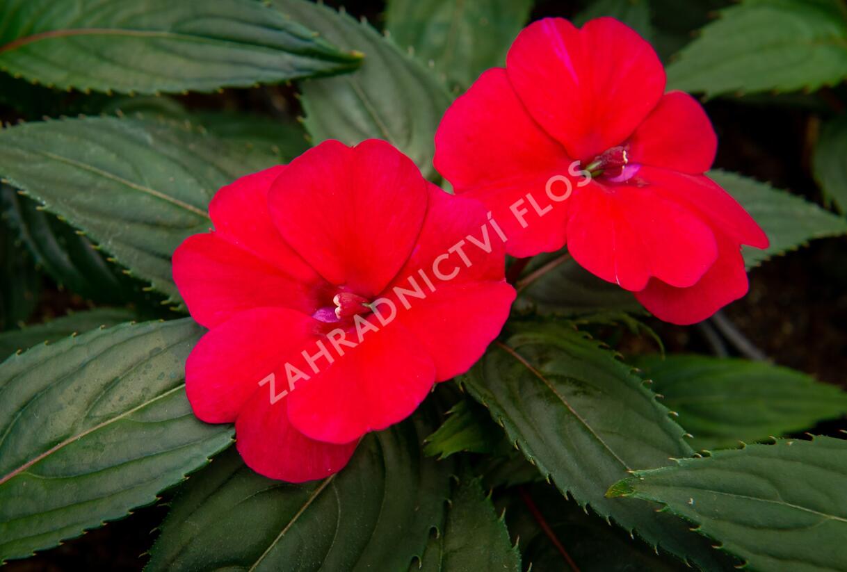 Netýkavka, balzamína 'Sun Standing Ruby Red' - Impatiens Neu Guinea 'Sun Standing Ruby Red'