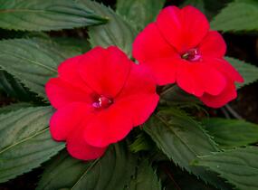 Netýkavka, balzamína 'Sun Standing Ruby Red' - Impatiens Neu Guinea 'Sun Standing Ruby Red'