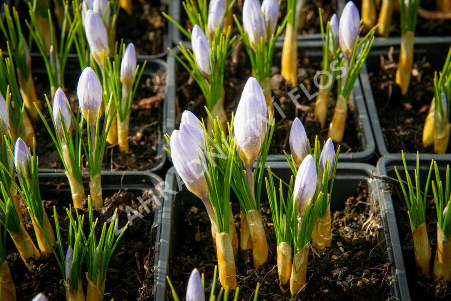 Krokus, šafrán zlatý 'Blue Pearl' - Crocus chrysanthus 'Blue Pearl'