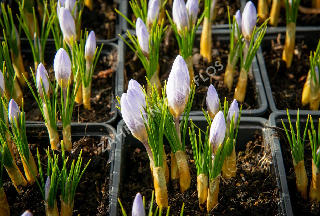 Krokus, šafrán zlatý 'Blue Pearl' - Crocus chrysanthus 'Blue Pearl'