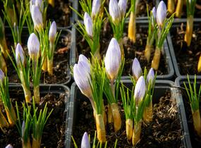 Krokus, šafrán zlatý 'Blue Pearl' - Crocus chrysanthus 'Blue Pearl'