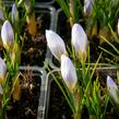 Krokus, šafrán zlatý 'Blue Pearl' - Crocus chrysanthus 'Blue Pearl'