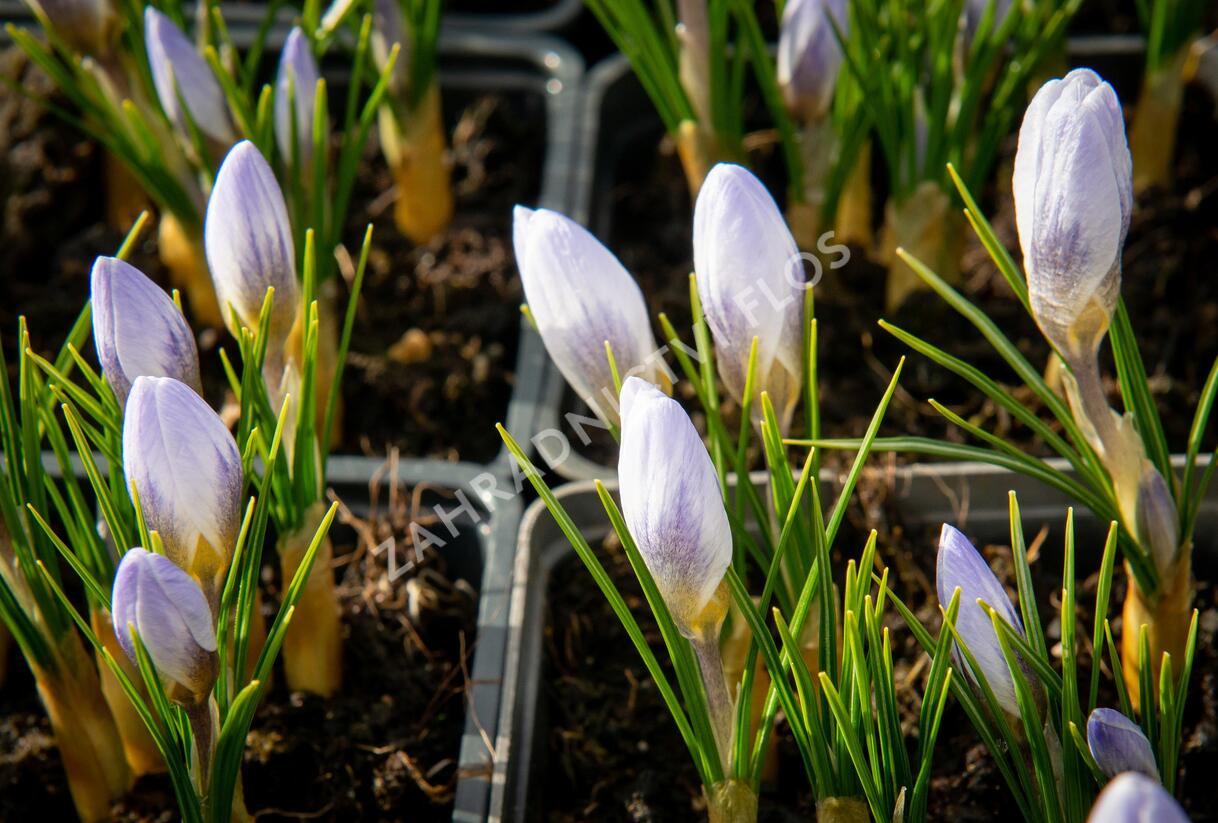 Krokus, šafrán zlatý 'Blue Pearl' - Crocus chrysanthus 'Blue Pearl'