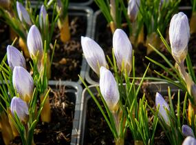 Krokus, šafrán zlatý 'Blue Pearl' - Crocus chrysanthus 'Blue Pearl'