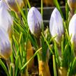 Krokus, šafrán zlatý 'Blue Pearl' - Crocus chrysanthus 'Blue Pearl'