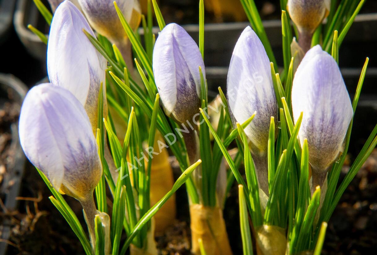 Krokus, šafrán zlatý 'Blue Pearl' - Crocus chrysanthus 'Blue Pearl'