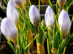 Krokus, šafrán zlatý 'Blue Pearl' - Crocus chrysanthus 'Blue Pearl'