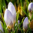 Krokus, šafrán zlatý 'Blue Pearl' - Crocus chrysanthus 'Blue Pearl'