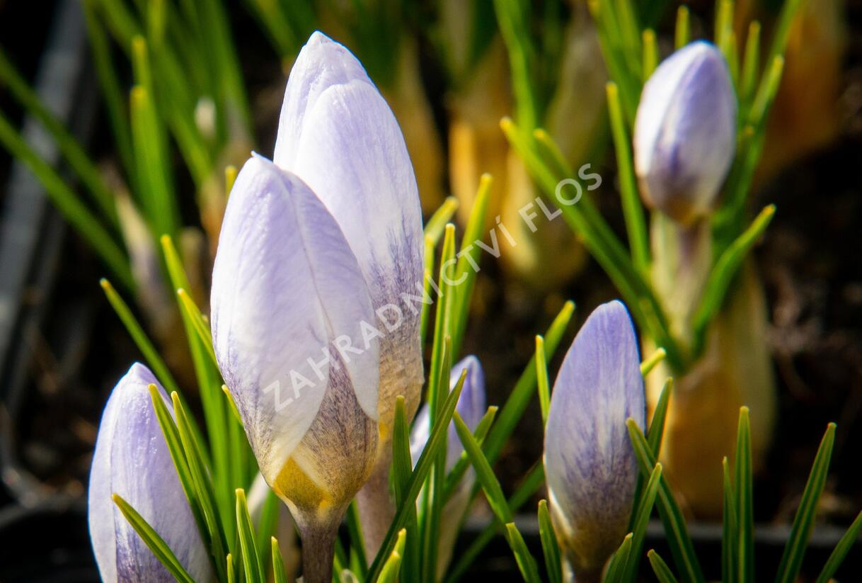 Krokus, šafrán zlatý 'Blue Pearl' - Crocus chrysanthus 'Blue Pearl'