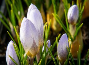 Krokus, šafrán zlatý 'Blue Pearl' - Crocus chrysanthus 'Blue Pearl'