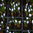 Krokus, šafrán zlatý 'Blue Pearl' - Crocus chrysanthus 'Blue Pearl'