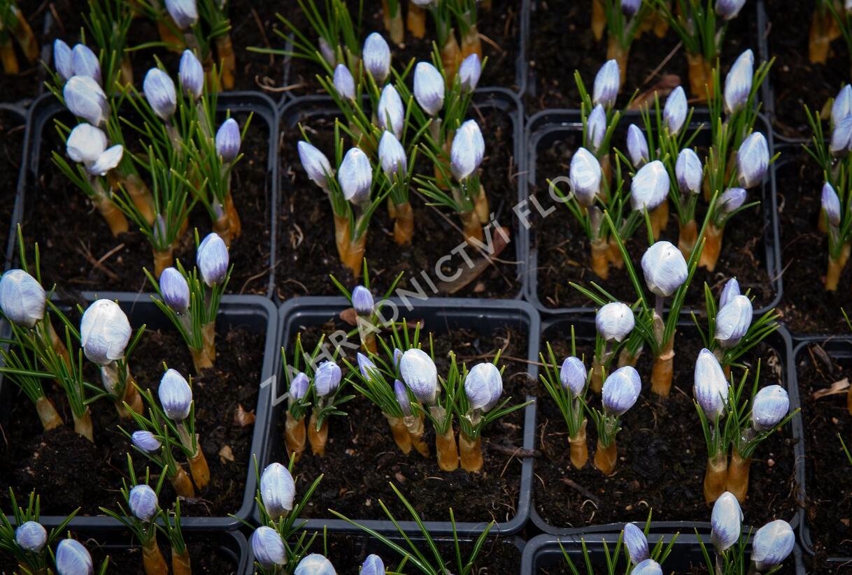 Krokus, šafrán zlatý 'Blue Pearl' - Crocus chrysanthus 'Blue Pearl'