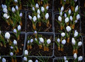 Krokus, šafrán zlatý 'Blue Pearl' - Crocus chrysanthus 'Blue Pearl'