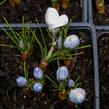 Krokus, šafrán zlatý 'Blue Pearl' - Crocus chrysanthus 'Blue Pearl'