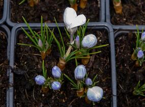 Krokus, šafrán zlatý 'Blue Pearl' - Crocus chrysanthus 'Blue Pearl'