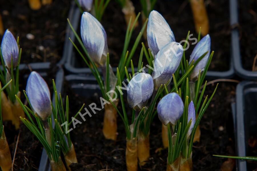 Krokus, šafrán zlatý 'Blue Pearl' - Crocus chrysanthus 'Blue Pearl'