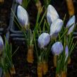 Krokus, šafrán zlatý 'Blue Pearl' - Crocus chrysanthus 'Blue Pearl'