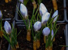 Krokus, šafrán zlatý 'Blue Pearl' - Crocus chrysanthus 'Blue Pearl'