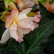 Begónie 'I'conia Miss Montreal' - Begonia 'I'conia Miss Montreal'
