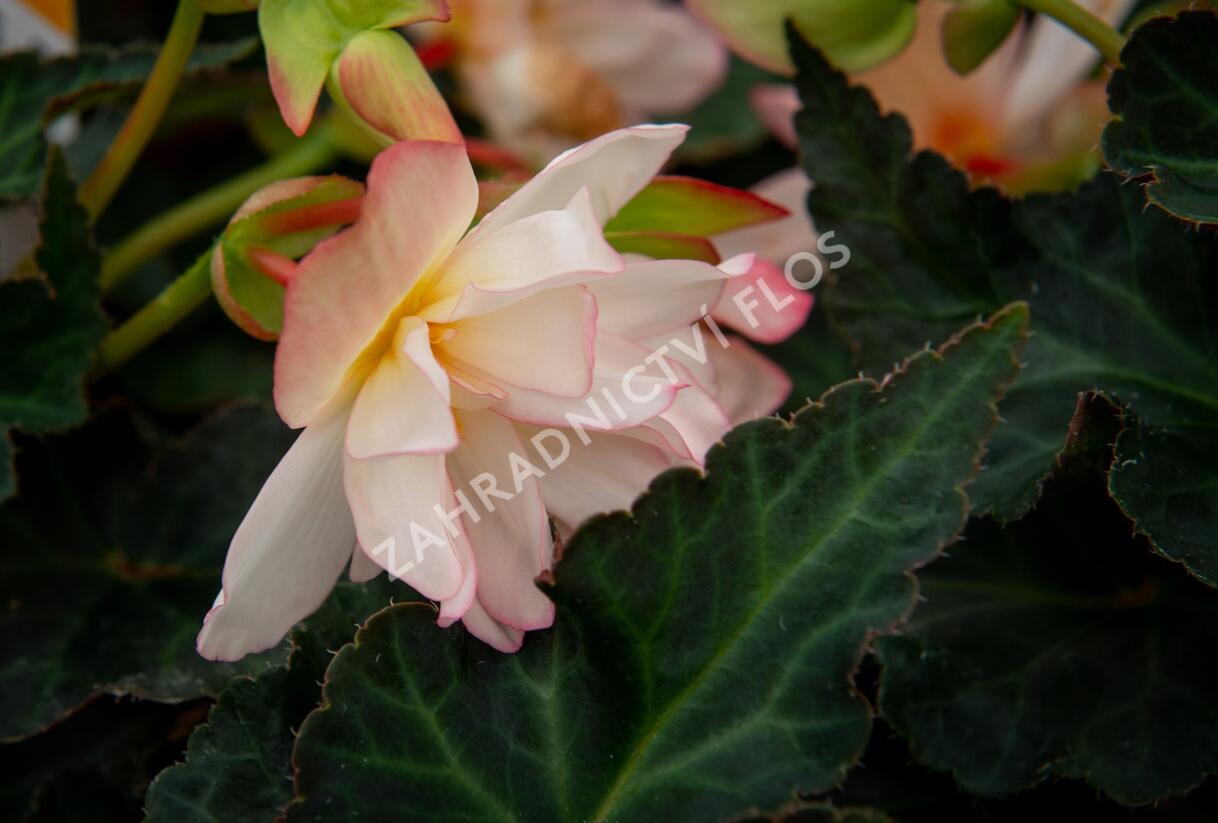 Begónie 'I'conia Miss Montreal' - Begonia 'I'conia Miss Montreal'