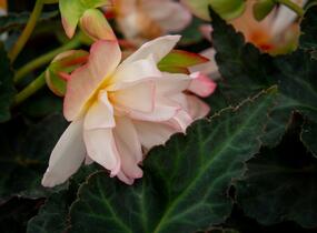 Begónie 'I'conia Miss Montreal' - Begonia 'I'conia Miss Montreal'