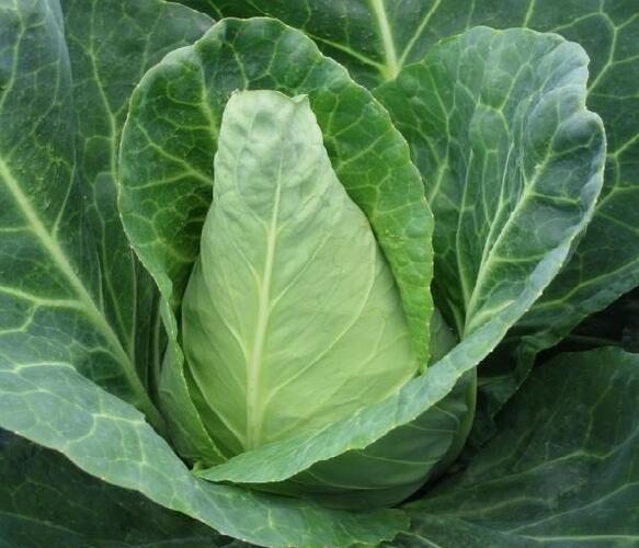 Zelí hlávkové bílé rané 'Pylon F1' - Brassica oleracea var. capitata 'Pylon'