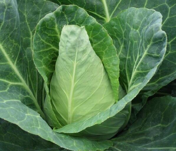 Zelí hlávkové bílé rané 'Pylon F1' - Brassica oleracea var. capitata 'Pylon'