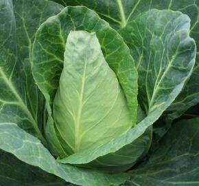 Zelí hlávkové bílé rané 'Pylon F1' - Brassica oleracea var. capitata 'Pylon'