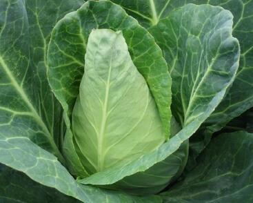 Zelí hlávkové bílé rané 'Pylon F1'