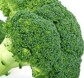 Brokolice raná 'Limba' - Brassica oleracea var. cymosa 'Limba'