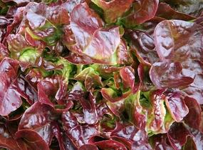 Salát hlávkový 'Sahim' - Lactuca sativa var. capitata 'Sahim'