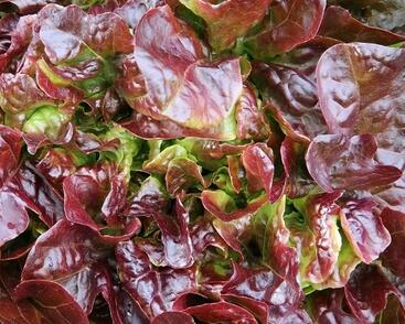 Salát hlávkový 'Sahim'