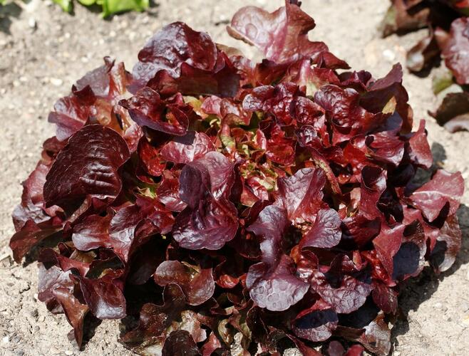 Salát listový 'Verala' - Lactuca sativa var. crispa 'Verala'