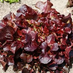 Salát listový 'Verala' - Lactuca sativa var. crispa 'Verala'