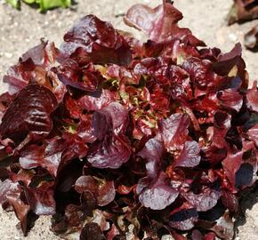 Salát listový 'Verala' - Lactuca sativa var. crispa 'Verala'