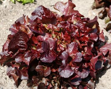 Salát listový 'Verala'