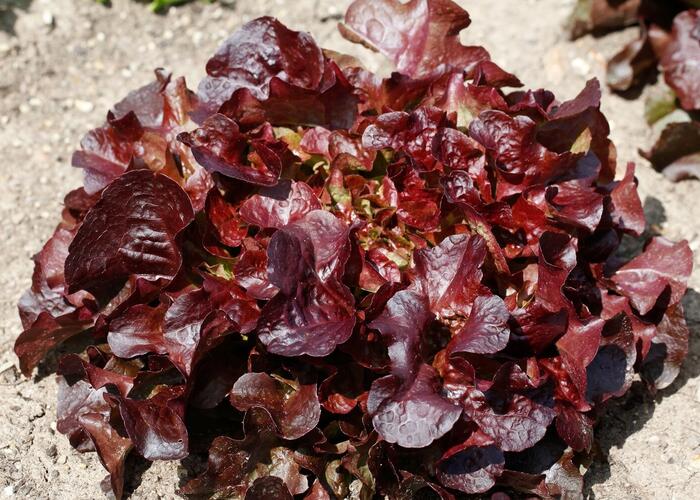 Salát listový 'Verala' - Lactuca sativa var. crispa 'Verala'