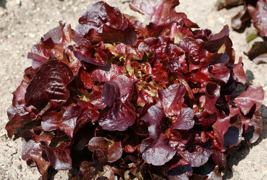 Salát listový 'Verala' - Lactuca sativa var. crispa 'Verala'