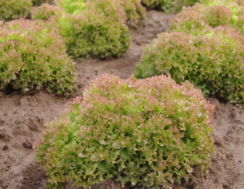 Salát listový 'Merlot' - Lactuca sativa var. crispa 'Merlot'