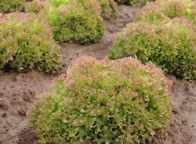 Salát listový 'Merlot' - Lactuca sativa var. crispa 'Merlot'