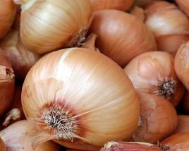 Cibule šalotka, žlutá 'Golden Gourmet'