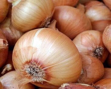 Cibule šalotka, žlutá 'Golden Gourmet'