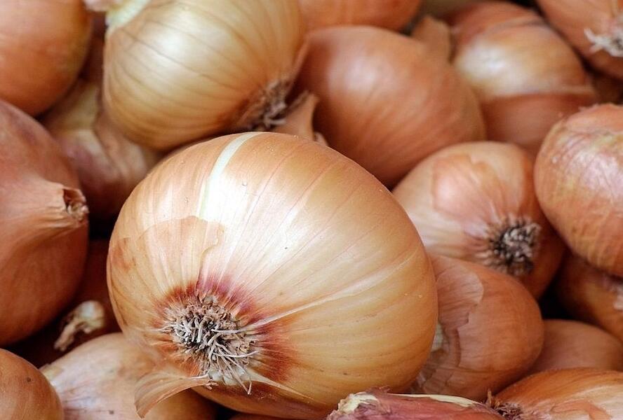 Cibule šalotka, žlutá 'Golden Gourmet' - Allium cepa 'Golden Gourmet'
